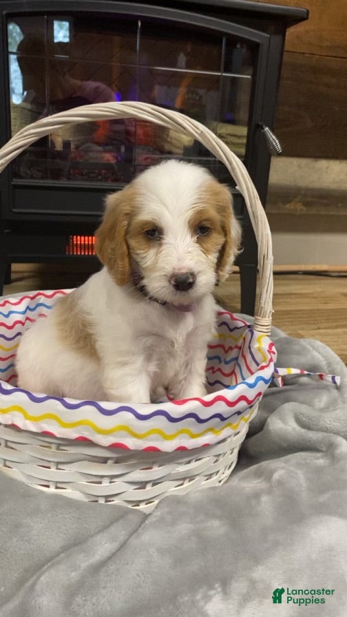 Mixed Breed dogs Mixed Breed Puppy 5 - Ad 19