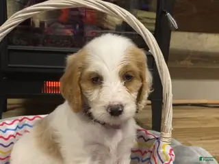 Mixed Breed dogs Mixed Breed Puppy 5 - Ad 19