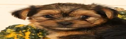 Yorkshire Terrier dogs for sale: Pumpkin - Ad 9
