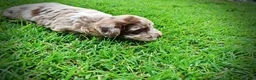 Havapoo dogs for sale: Star - Ad 10
