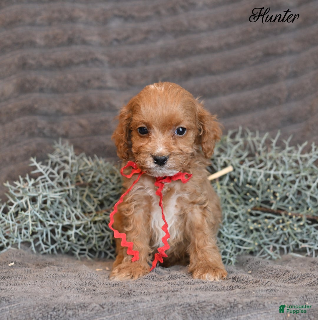 Cockapoo dogs for sale: Hunter - Ad 3