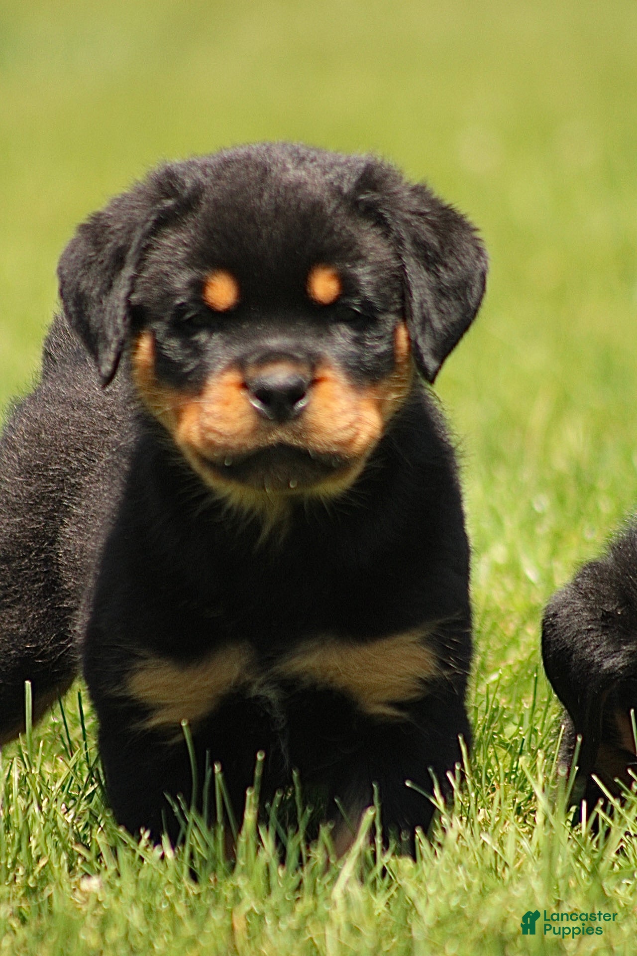 Rottweiler dogs for sale: Dynamite  - Ad 2