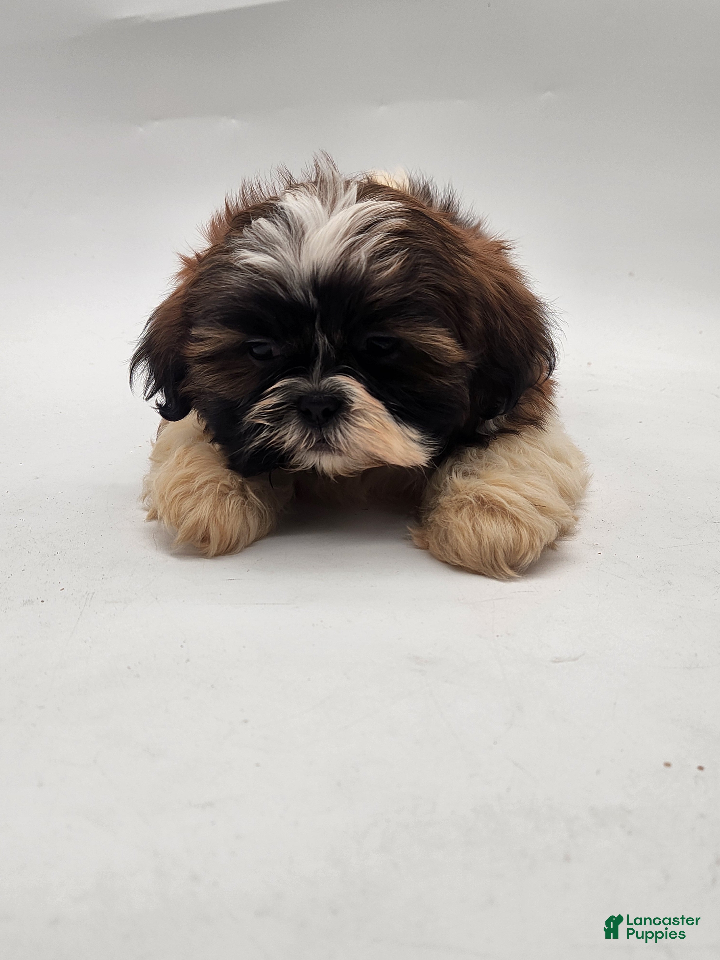 Shih Tzu dogs Shih Tzu Puppy 1 - Ad 1
