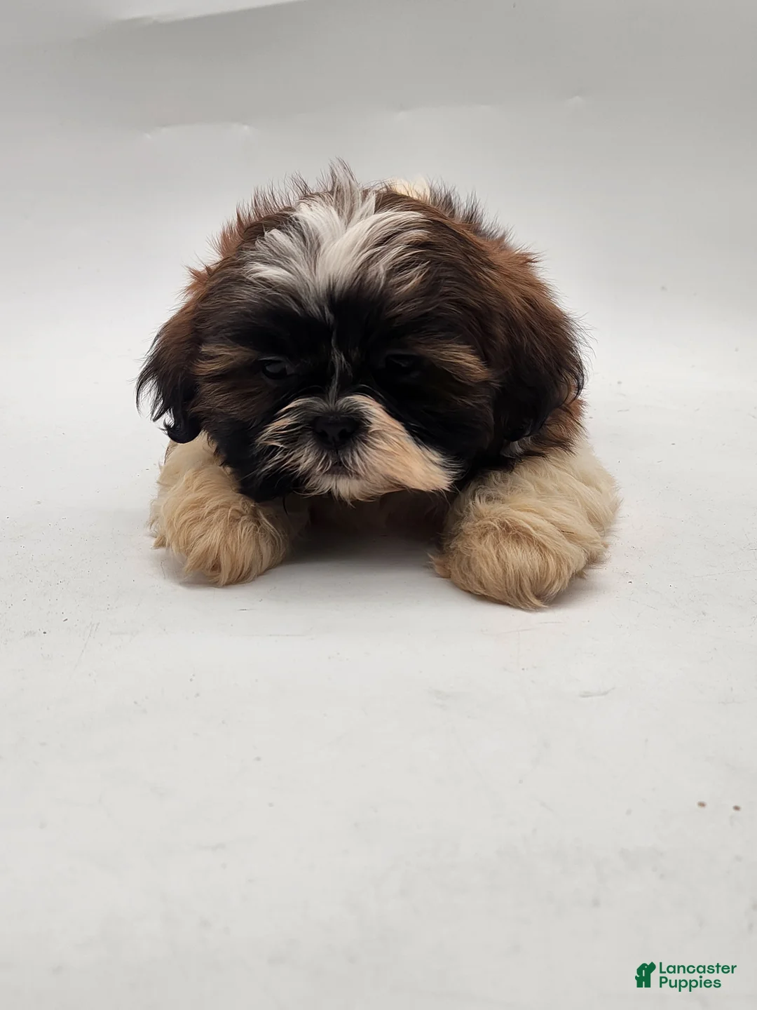 Shih Tzu dogs for sale: Shih Tzu Puppy 1 - Ad 1