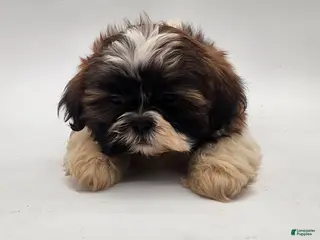 Shih Tzu dogs for sale: Shih Tzu Puppy 1 - Ad 2