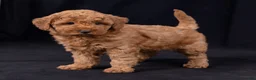Mini Goldendoodle dogs for sale: Katie - Ad 4
