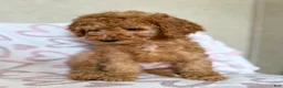 Goldendoodle dogs for sale: Grinch  - Ad 2