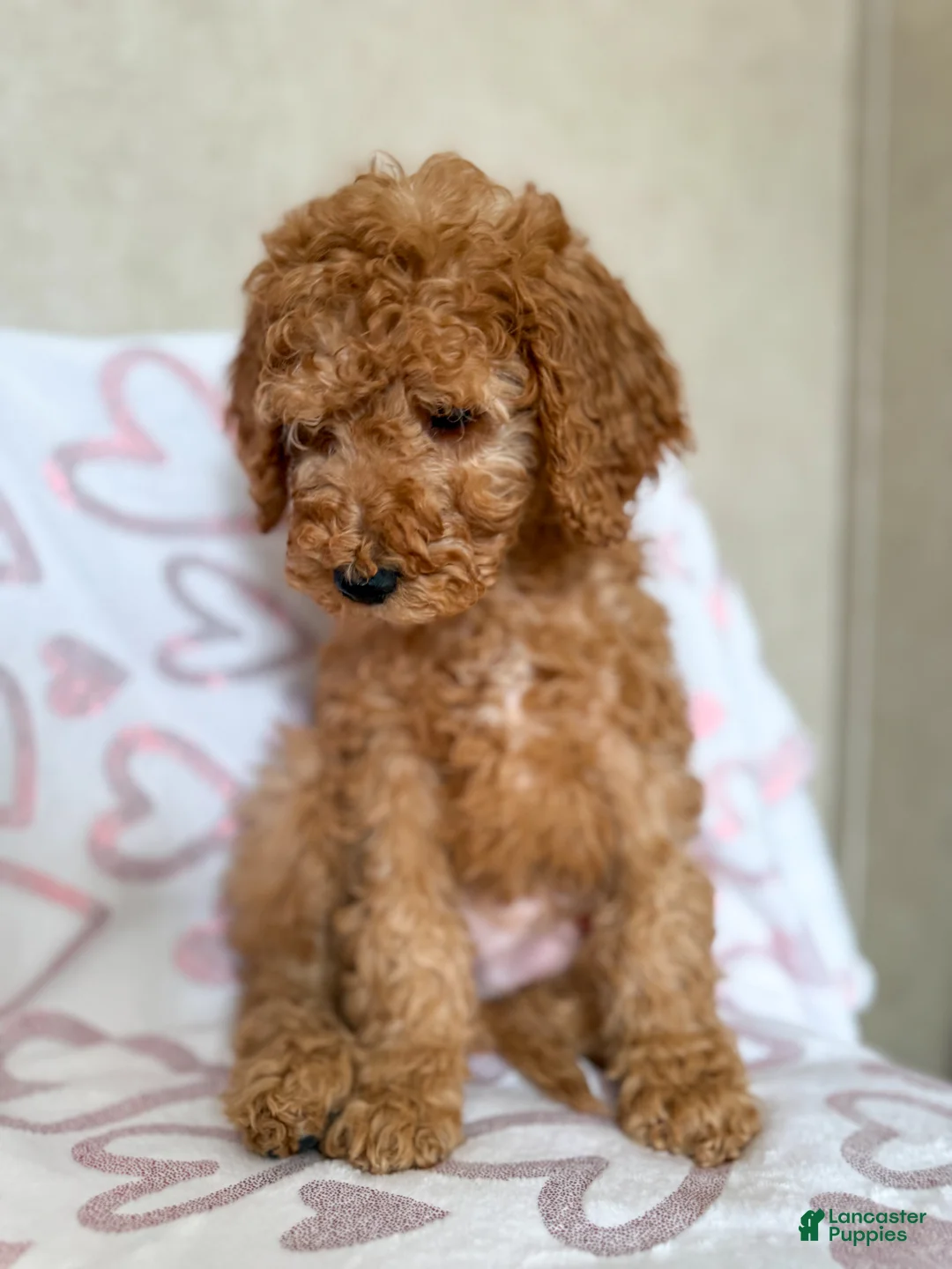Goldendoodle dogs for sale: Grinch  - Ad 2