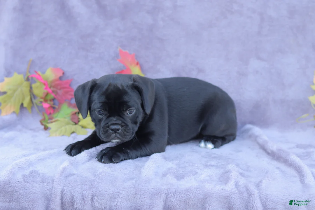Mixed Breed dogs for sale: Zoe - Ad 6