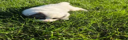Great Pyrenees dogs for sale: Benjamin  - Ad 7