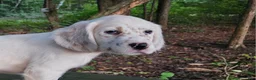 English Setter dogs for sale: Oliver - Ad 4
