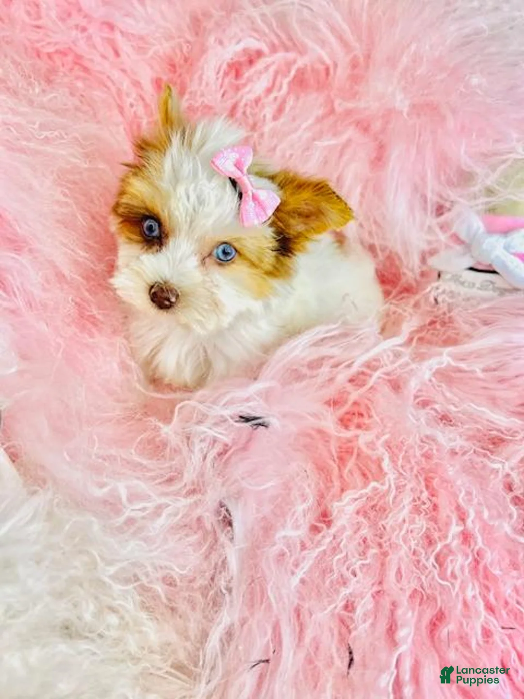 Biewer Terrier dogs for sale: Biewer Terrier Puppy 1 - Ad 5