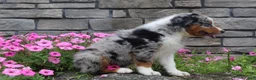 Australian Shepherd dogs for sale: Parker - Ad 6