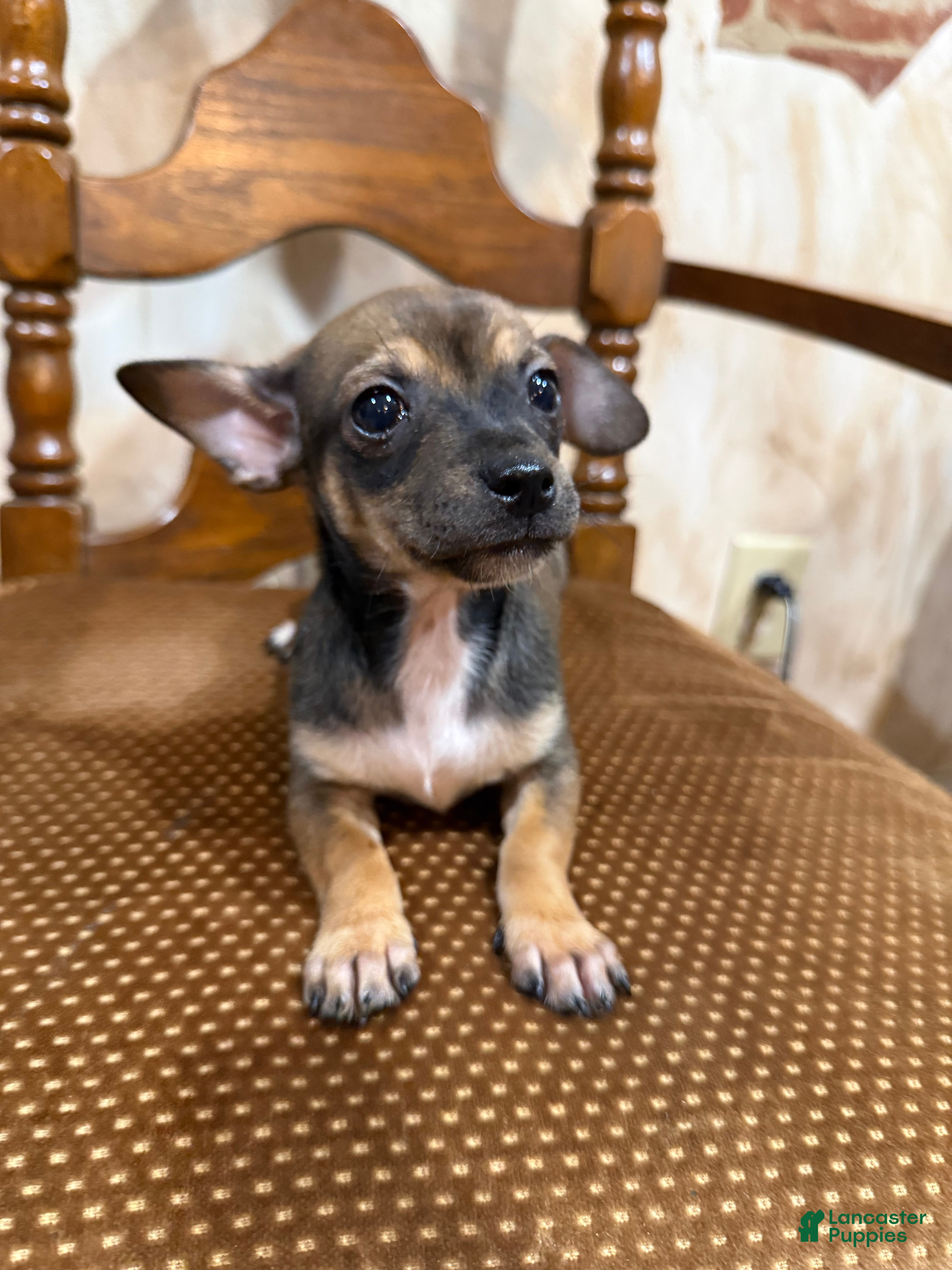 Chihuahua dogs Mini samson - Ad 2