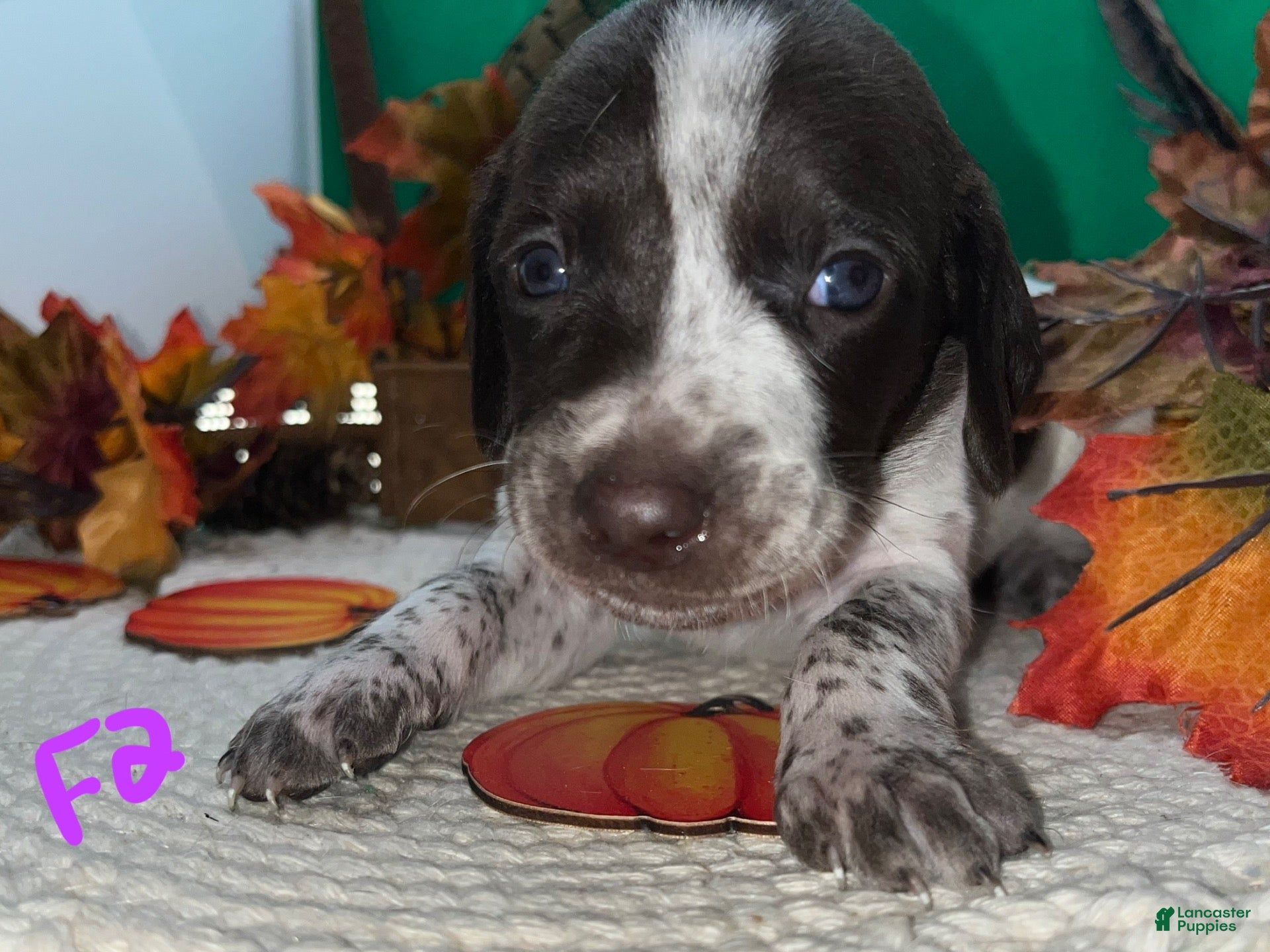German Shorthaired Pointer (German Shorthaired Pointer, Female) in Pinconning, MI