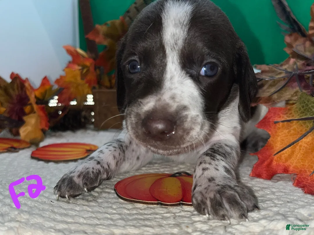 German Shorthaired Pointer dogs for sale: F2 - Ad 1