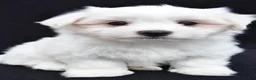 Maltese dogs for sale: Cash - Ad 4