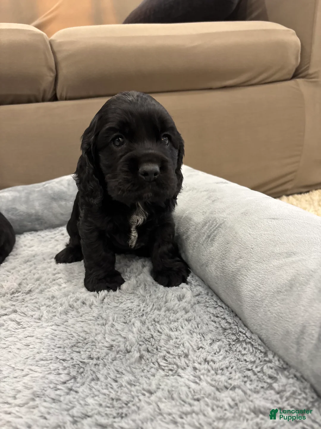 Cocker Spaniel dogs for sale: Cooper - Ad 1