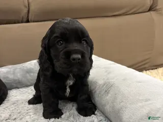 Cocker Spaniel dogs for sale: Cooper - Ad 1
