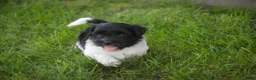 Havanese dogs for sale: Winnie Havanese  - Ad 13