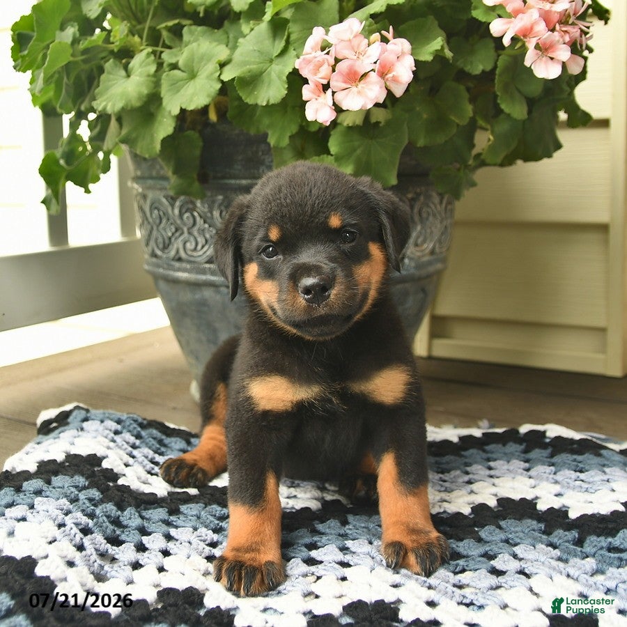 Rottweiler dogs Marmalade - Ad 1