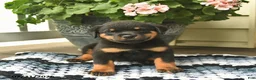 Rottweiler dogs for sale: Marmalade - Ad 1