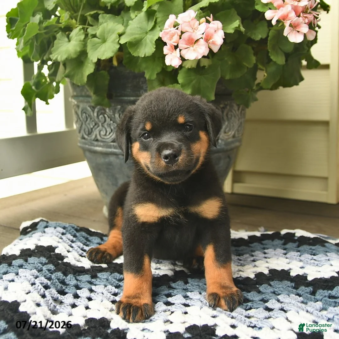 Rottweiler dogs for sale: Marmalade - Ad 1