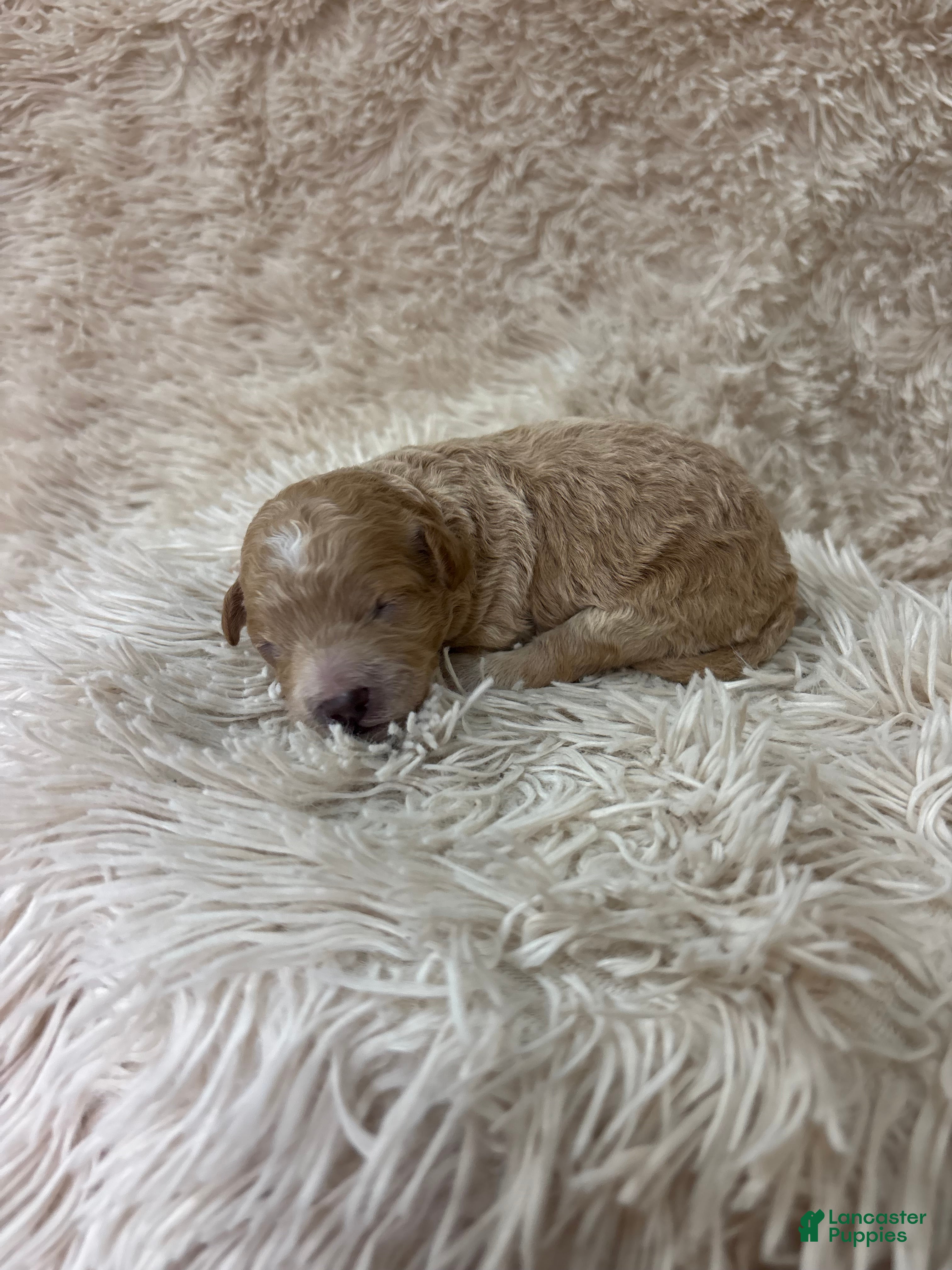 Cavapoo dogs Sienna  - Ad 23