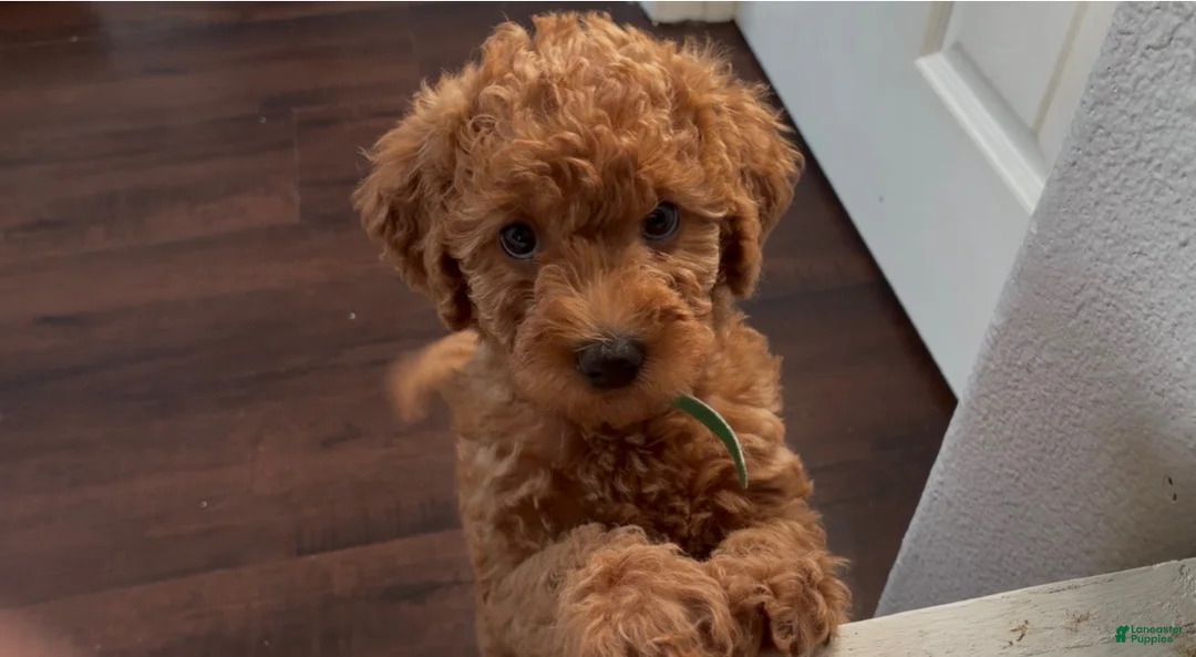 Double Doodle dogs for sale: To be Decided - Ad 2