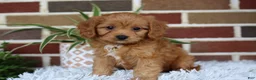 Cavapoo dogs for sale: Simba - Ad 10