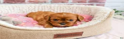 Cavalier King Charles Spaniel dogs for sale: Dreamer - Ad 3