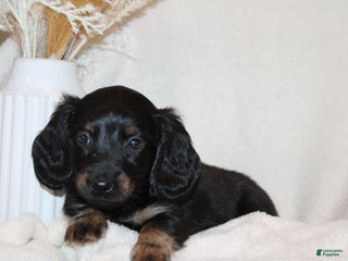 Dachshund dogs - Ad 42