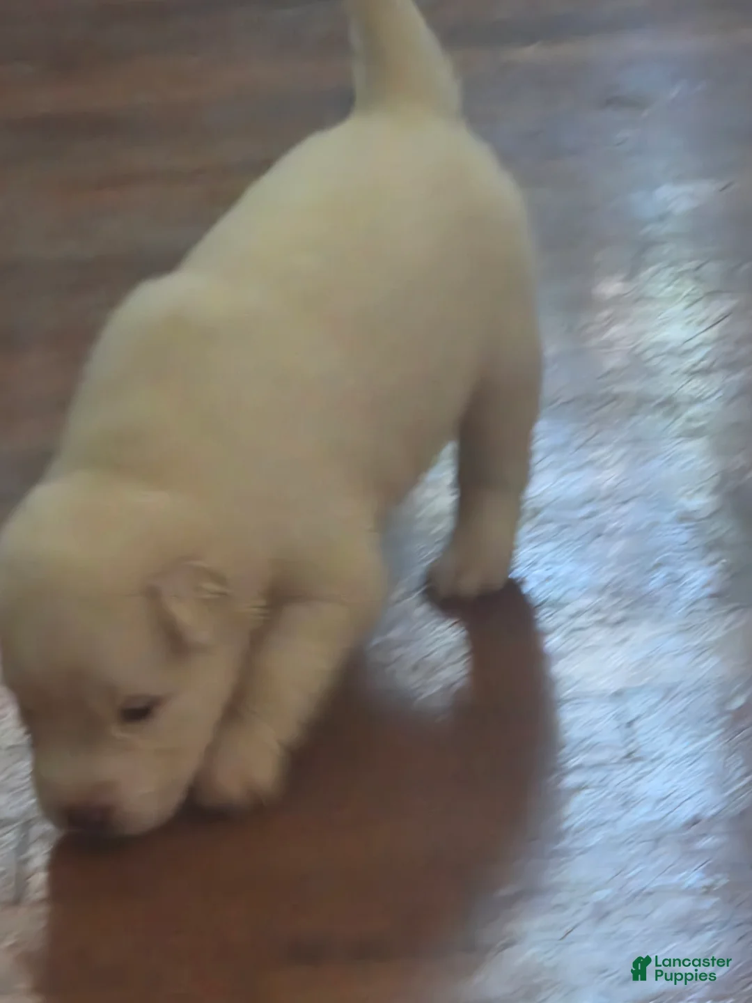 Pitsky dogs for sale: Pitsky 3 - Ad 2