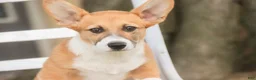 Welsh Corgi Pembroke dogs for sale: Ripley - Ad 3
