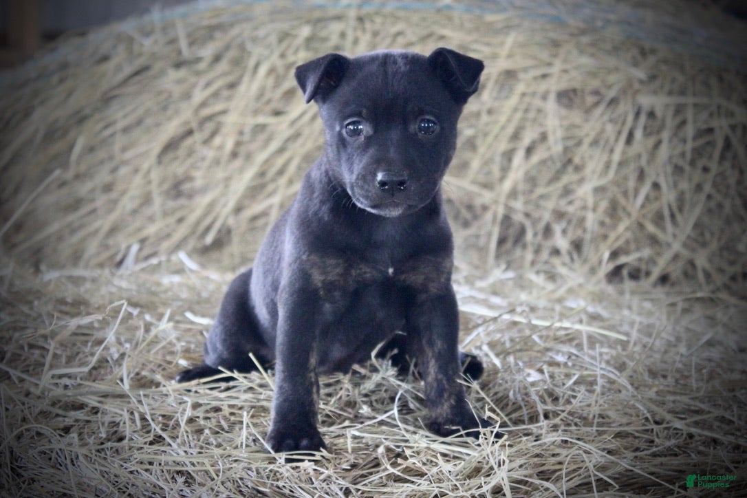 Mixed Breed dogs for sale: Midnight - Ad 3