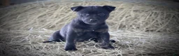 Mixed Breed dogs for sale: Midnight - Ad 1