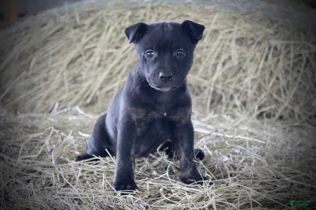 Mixed Breed dogs for sale: Midnight - Ad 1