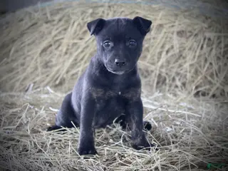 Mixed Breed dogs Midnight - Ad 41