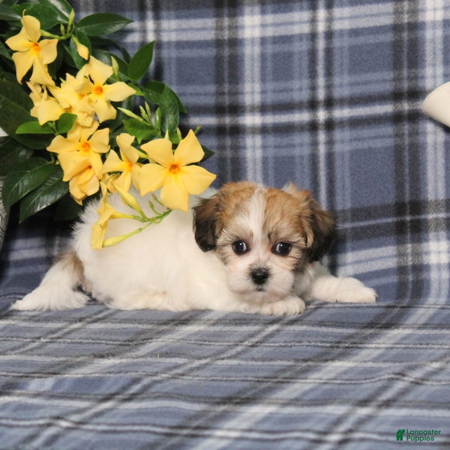Teddy Bear dogs Odessa - Ad 2