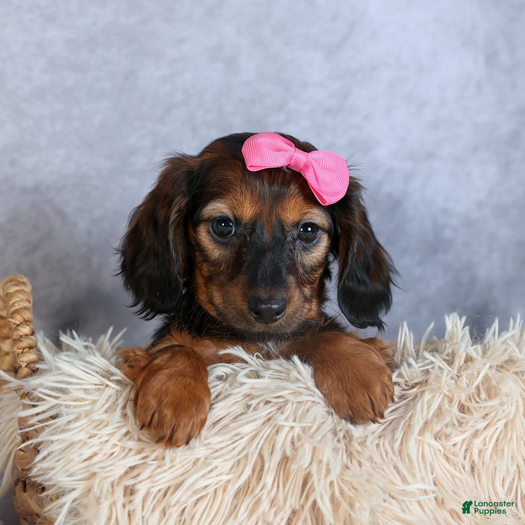 Miniature Dachshund dogs for sale: Fiona - Ad 9