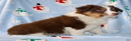 Australian Shepherd dogs for sale: Dakota - Ad 6