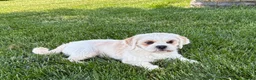 Lhasa Apso dogs for sale: Beau - Ad 7