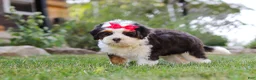 Mini Bernedoodle dogs for sale: Hailey - Ad 5