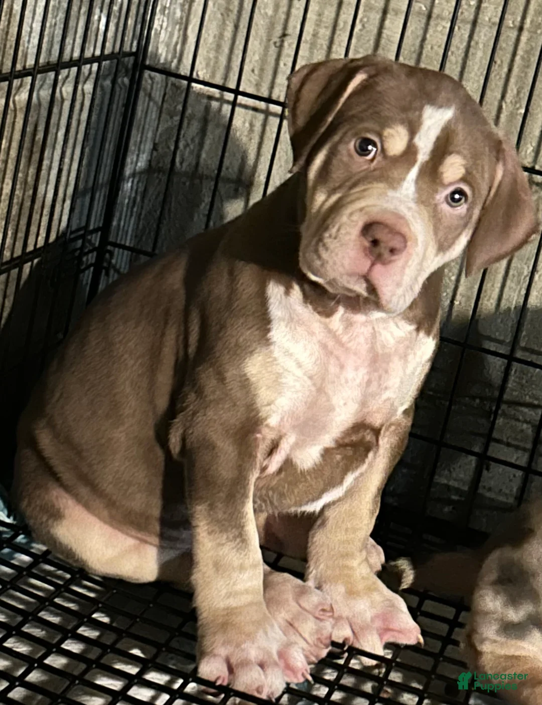American Bully dogs for sale: American Bully 1 - Ad 1