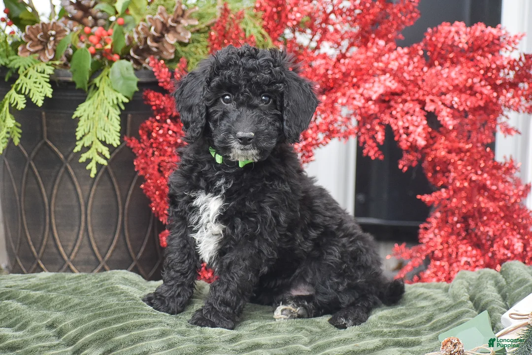 Miniature Poodle dogs for sale: Bat Man - Ad 1