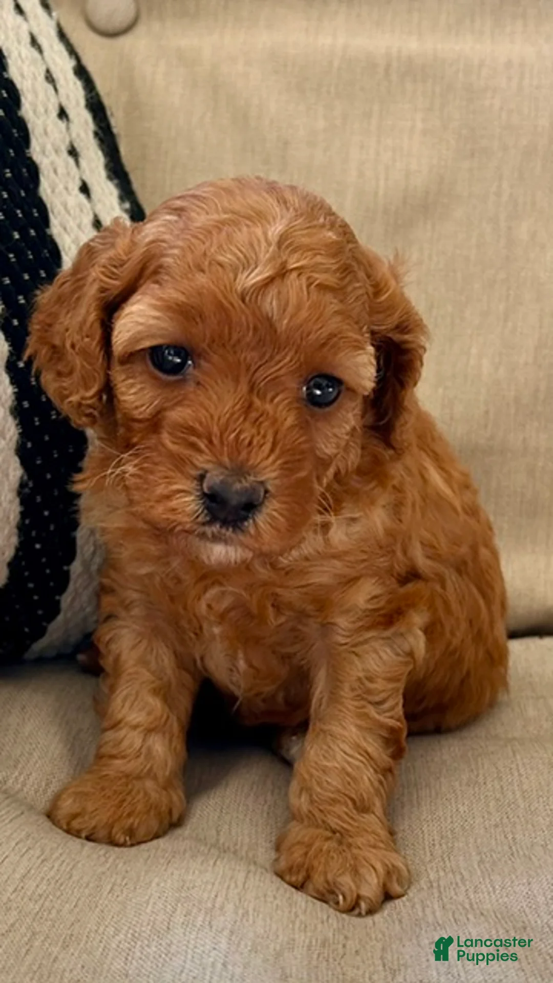 Mini Goldendoodle dogs for sale: Charlotte - Ad 3