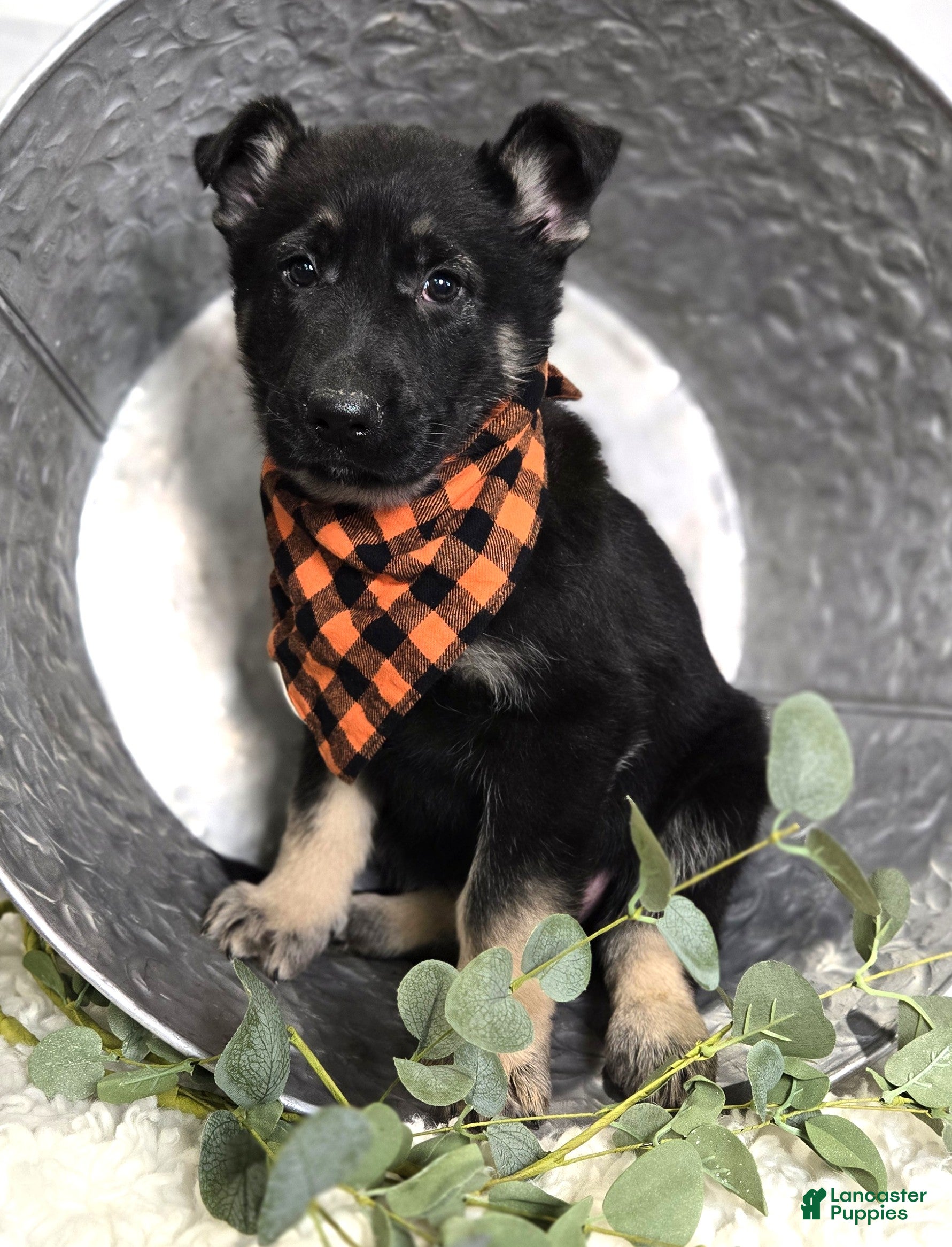 German Shepherd dogs Ryan - Ad 2