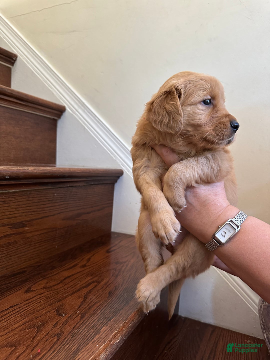Golden Retriever dogs for sale: Star - Ad 9