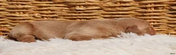 Golden Retriever dogs for sale: Daisy -AKC, Genetically Clear - Ad 26