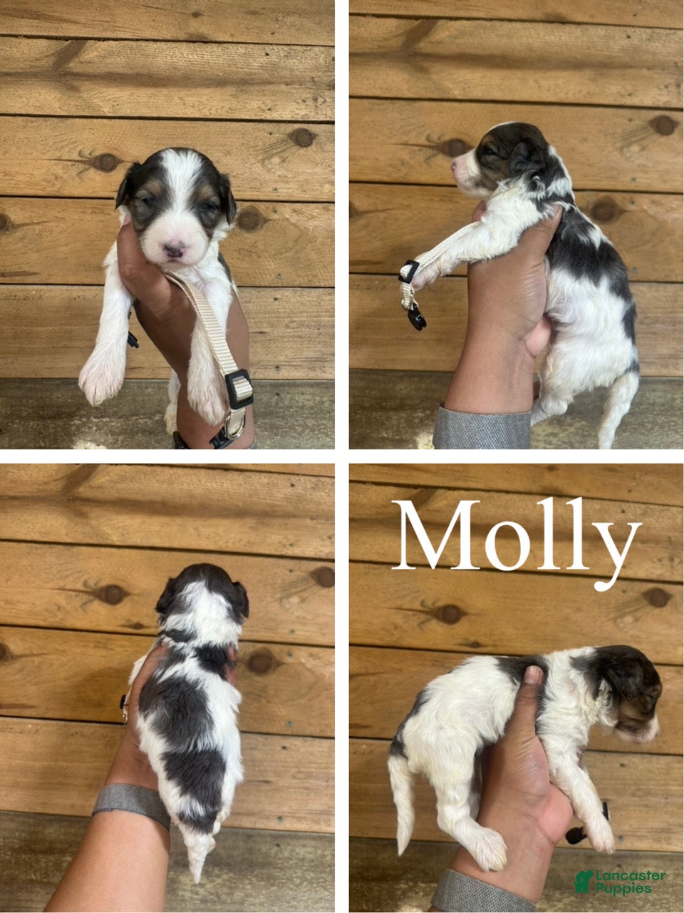 Mixed Breed dogs Molly - Ad 1